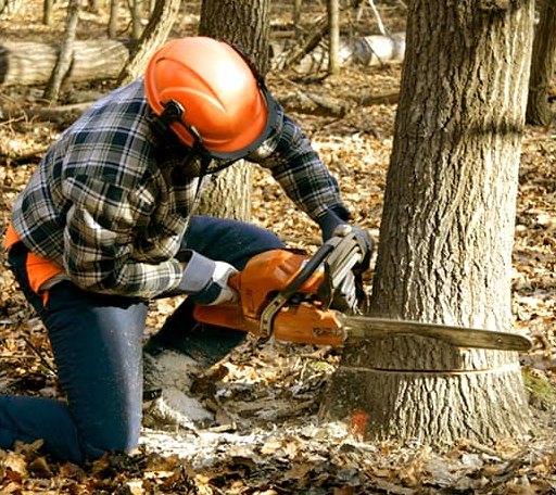 Tree Removal in Diamond Point, NY